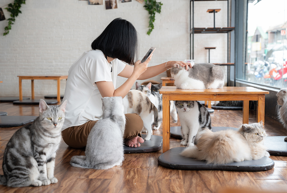 Happiness Asian woman playing with cats in cat cafe. Cat cafe ar