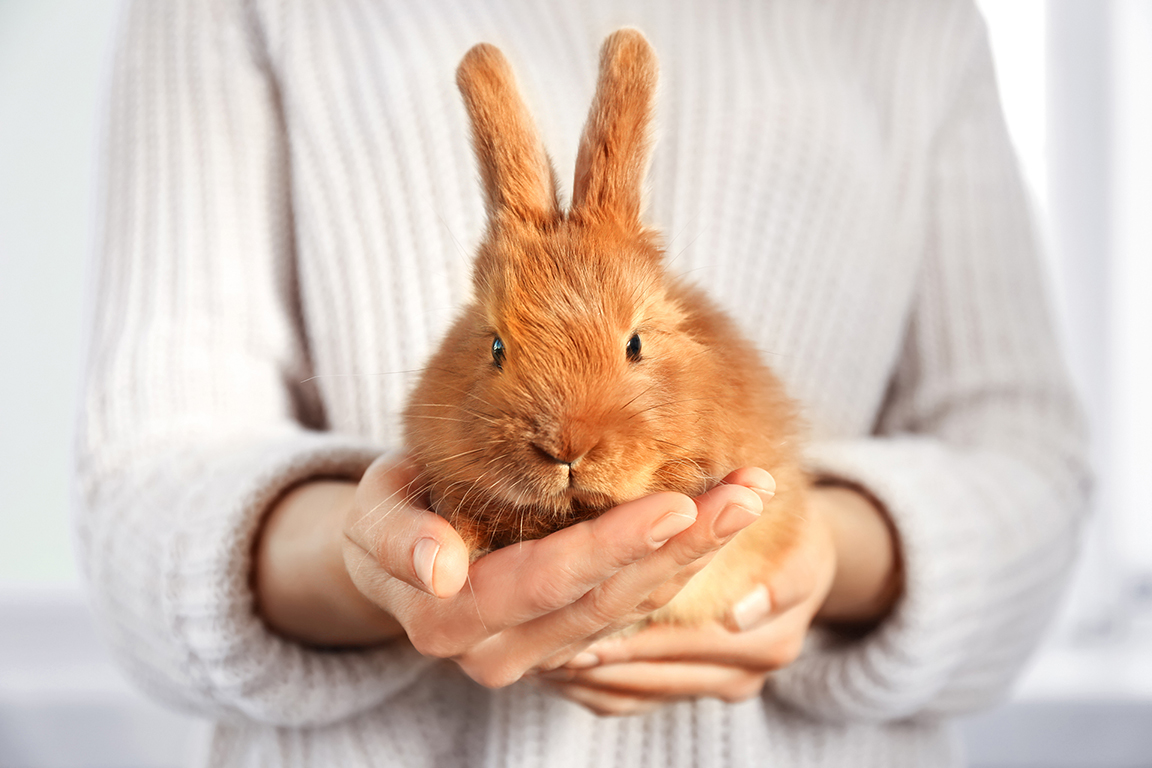 Woman holding cute fluffy rabbit, closeup