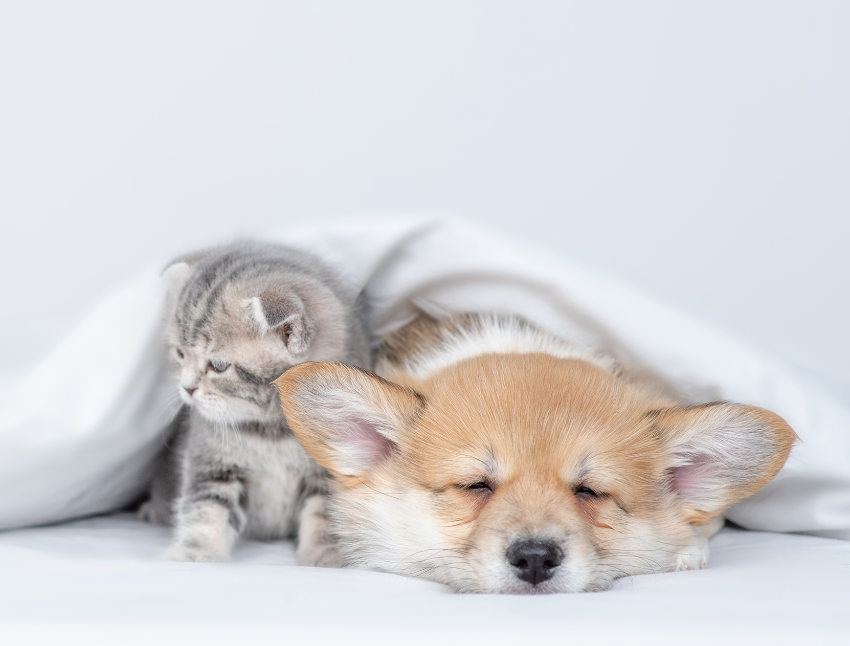 Cute Pembroke welsh corgi puppy and gray kitten lying together under warm blanket on a bed at home. Kitten looks away on empty space.