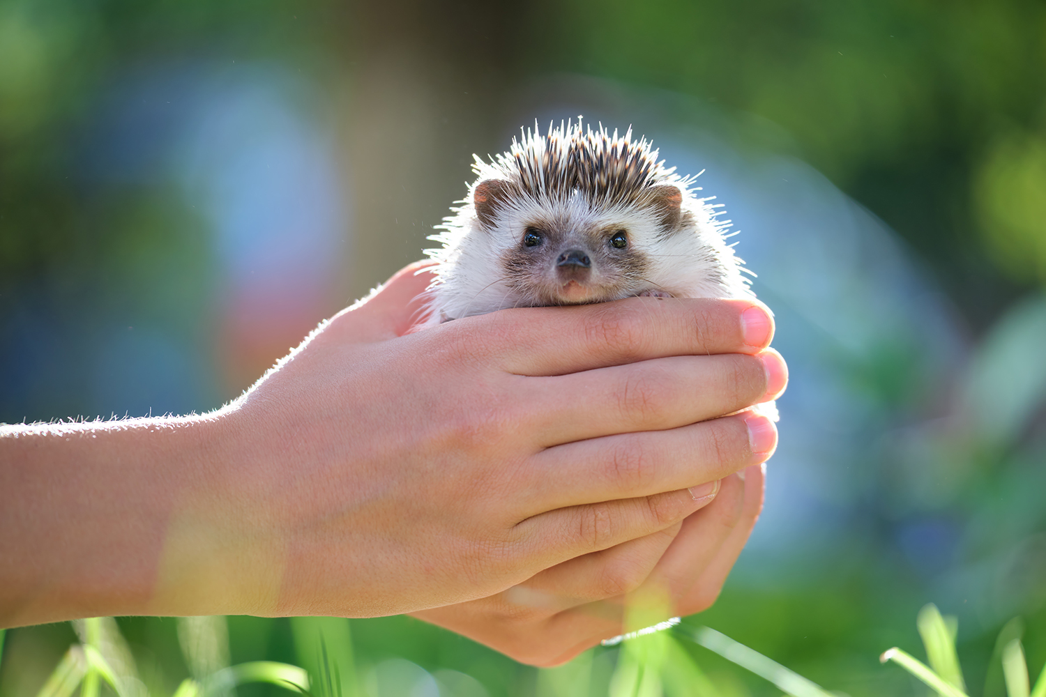 Human hands holding little african hedgehog pet outdoors on summer day. Keeping domestic animals and caring for pets concept.