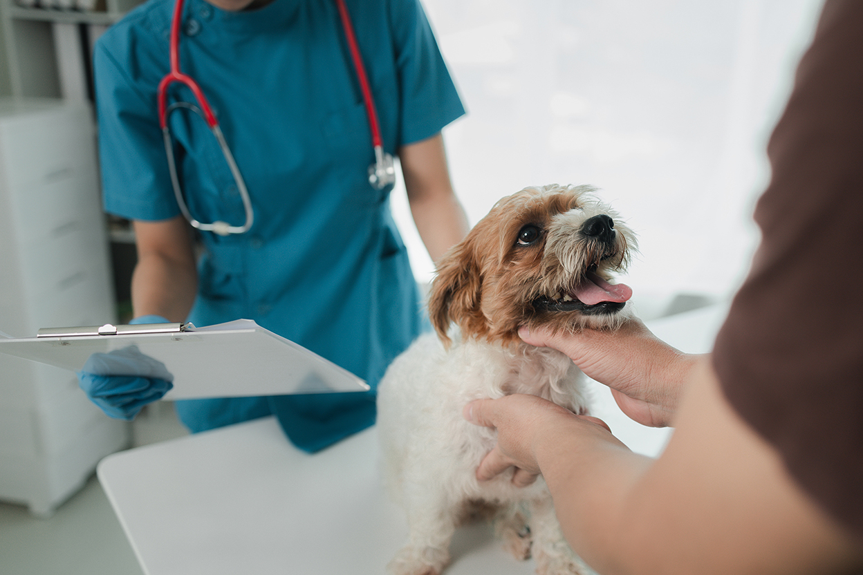 Veterinarian is working in animal hospital, A veterinarian is examining a dog to see what disease it is suffering from, The little dog was being examined by a veterinarian at a clinic.