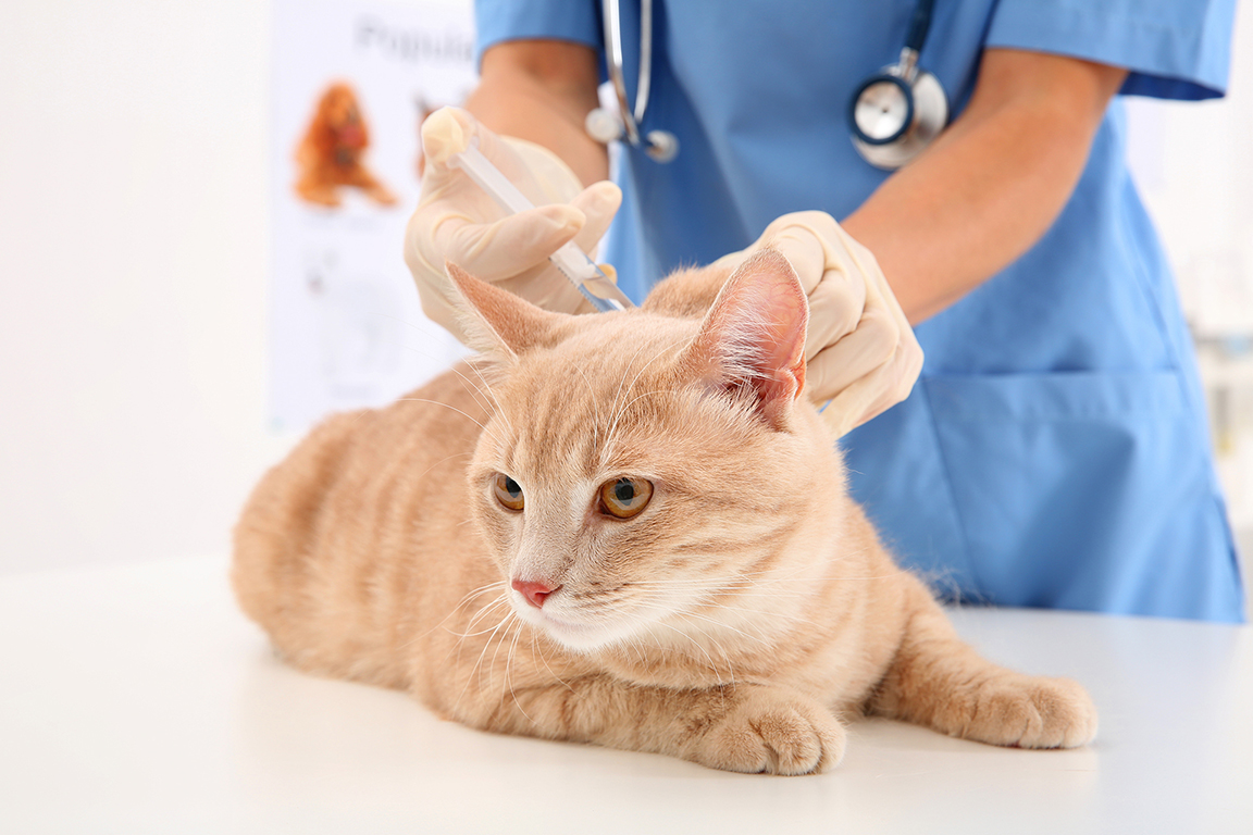 Veterinarian giving injection to red cat