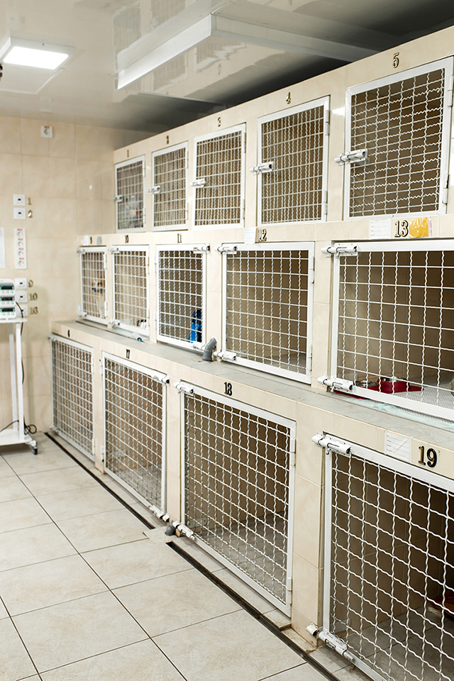 veterinary hospital cells for patients. Pets healthcare concept.