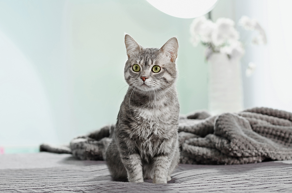 Cute funny cat on bed at home